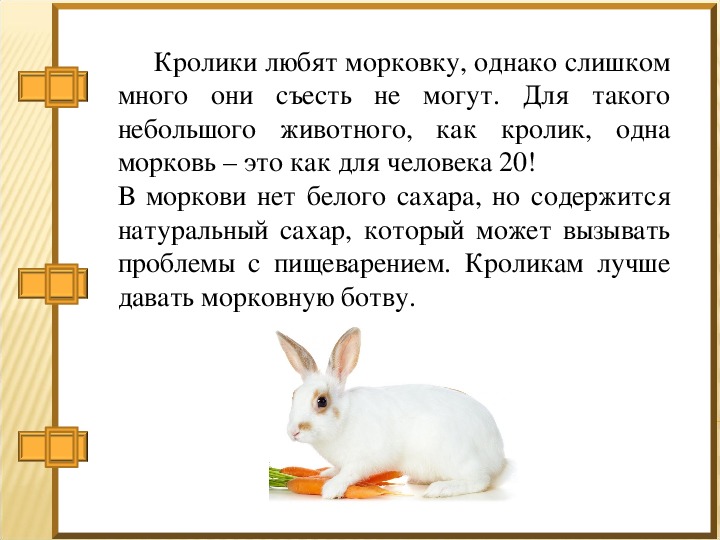 Питание кроликов: какие продукты должны быть в рационе животных