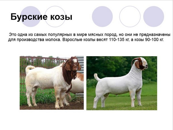 Характеристика пород коз. Молочные породы коз сравнительная таблица. Бурские козы вес. Молочные породы коз таблица. Название пород коз.
