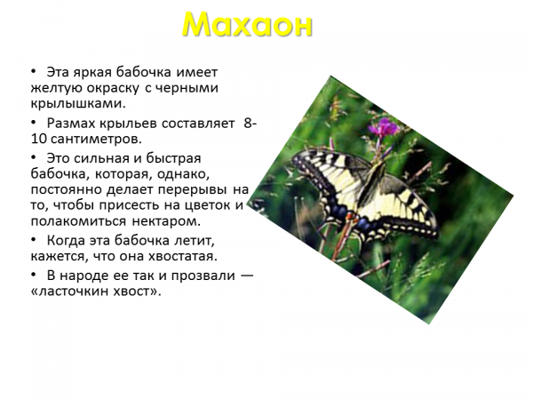 Бабочка махаон описание. Бабочка Махаон красная книга для детей.