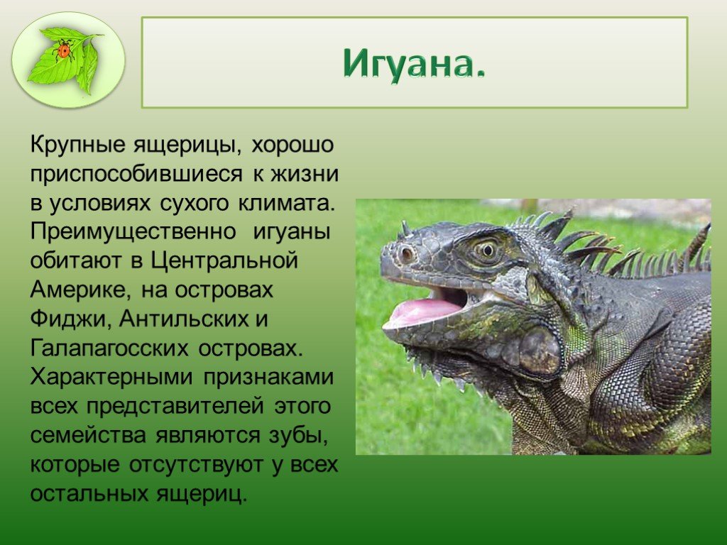 Загадка ящерица. Игуана доклад 3 класс. Интересные факты о зеленой игуане. Доклад про ящерицу. Интересные факты о ящерицах.