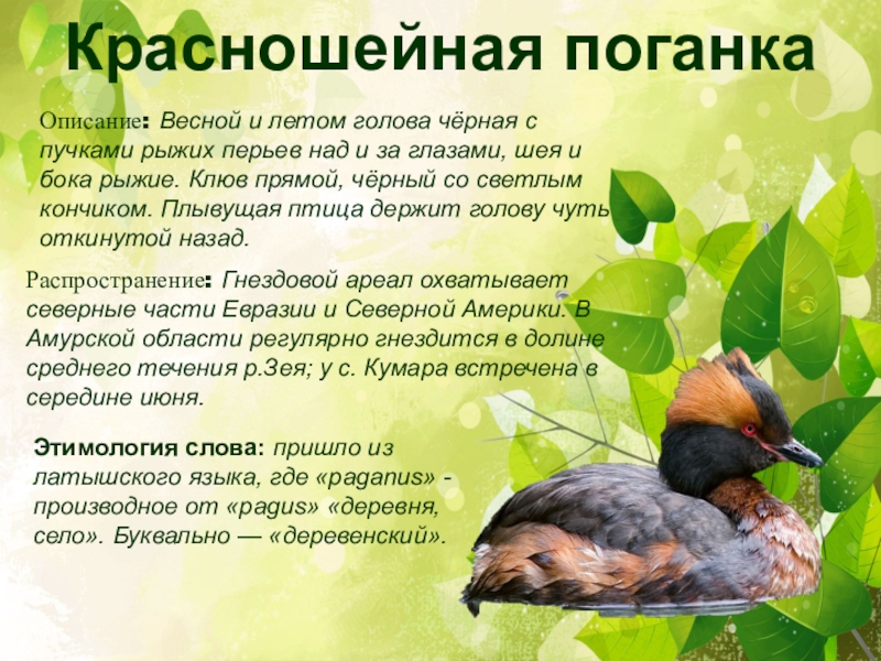 Чомга птица. описание, особенности, виды, образ жизни и среда обитания чомги