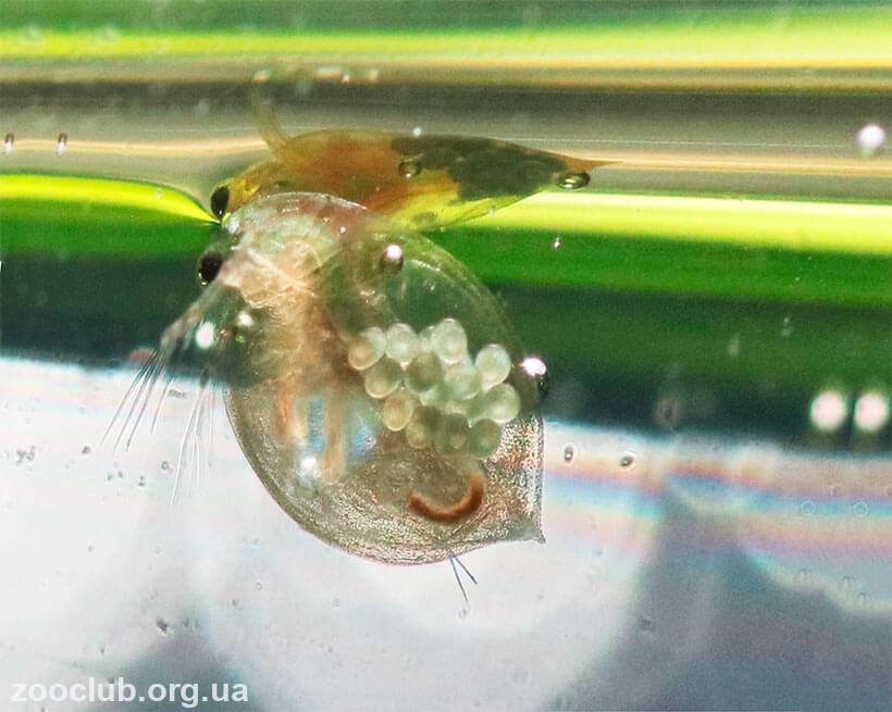 Личинка стрекозы дафния. Дафния ракообразные. Дафния аквариумная. Зоопланктон дафния. Дафнии (Daphnia).