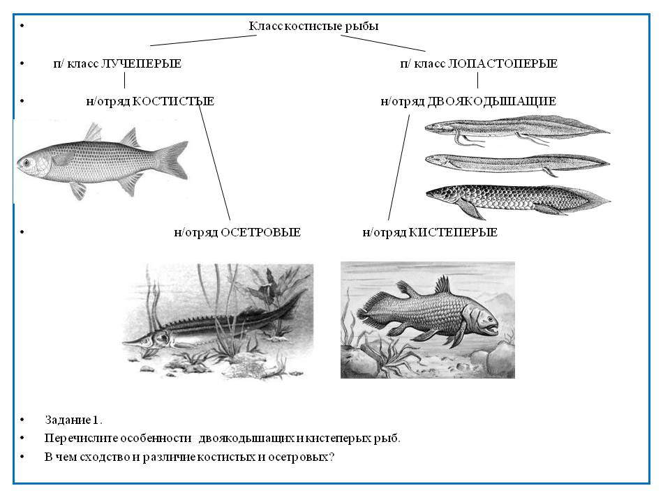 Лекция 11. подтип позвоночные (vertebrata), надкласс рыбы (pisces)