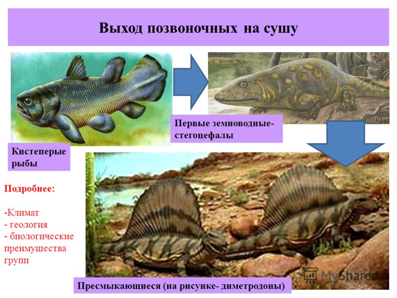 Первые позвоночные животные на суше. Палеозойская Эра стегоцефалы. Кистепёрые рыбы — стегоцефалы — земноводные;. Выход позвоночных на сушу. Выход на сушу первых позвоночных.