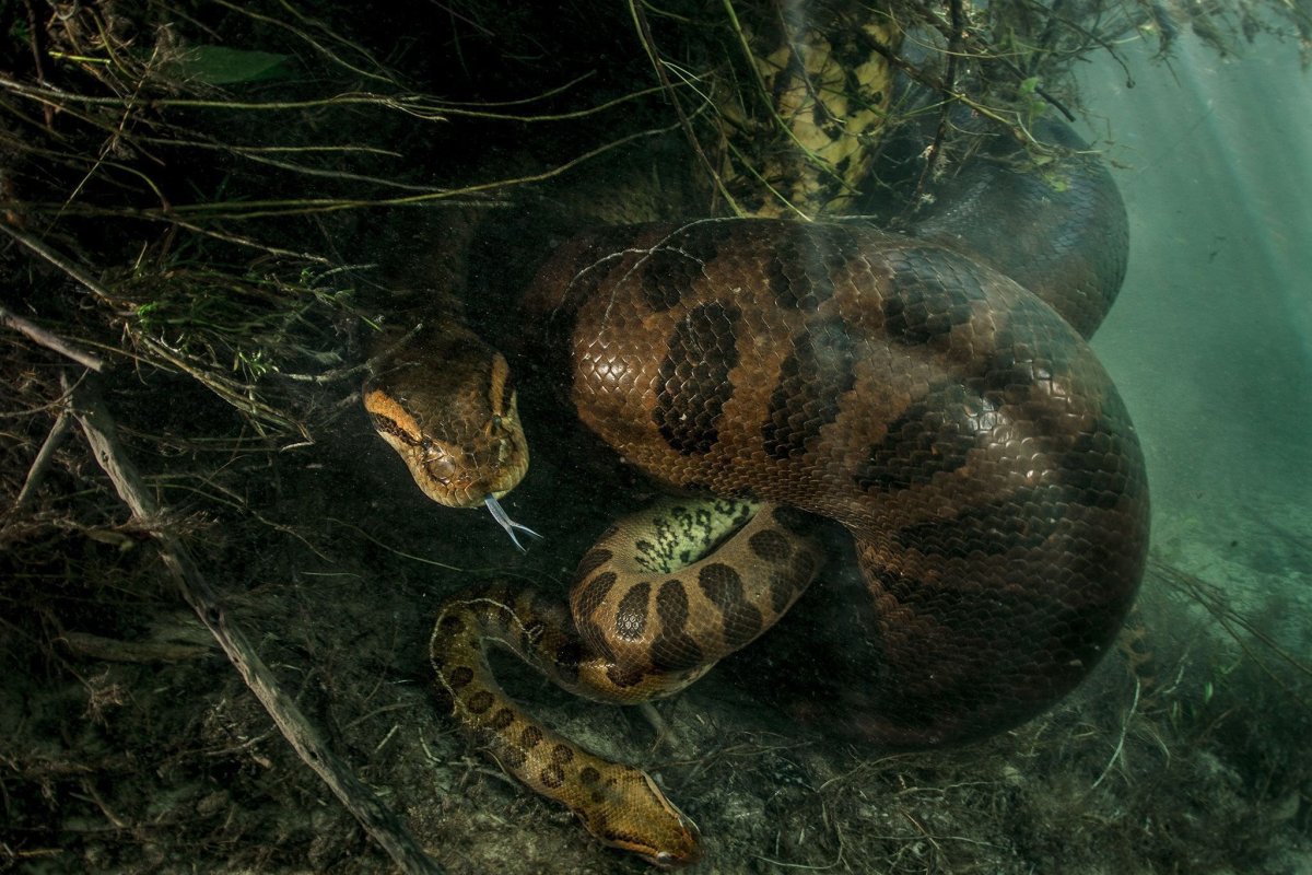 Фото огромной змеи в реке с воздуха