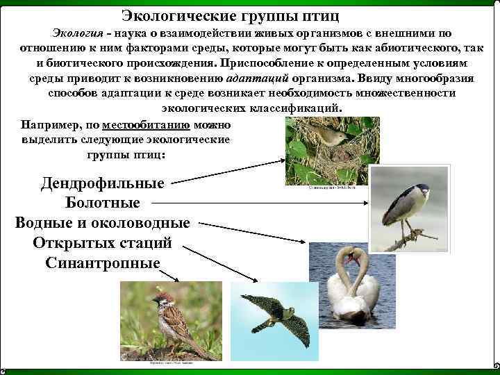 Отряды класса птиц – список, названия, фото и краткое описание