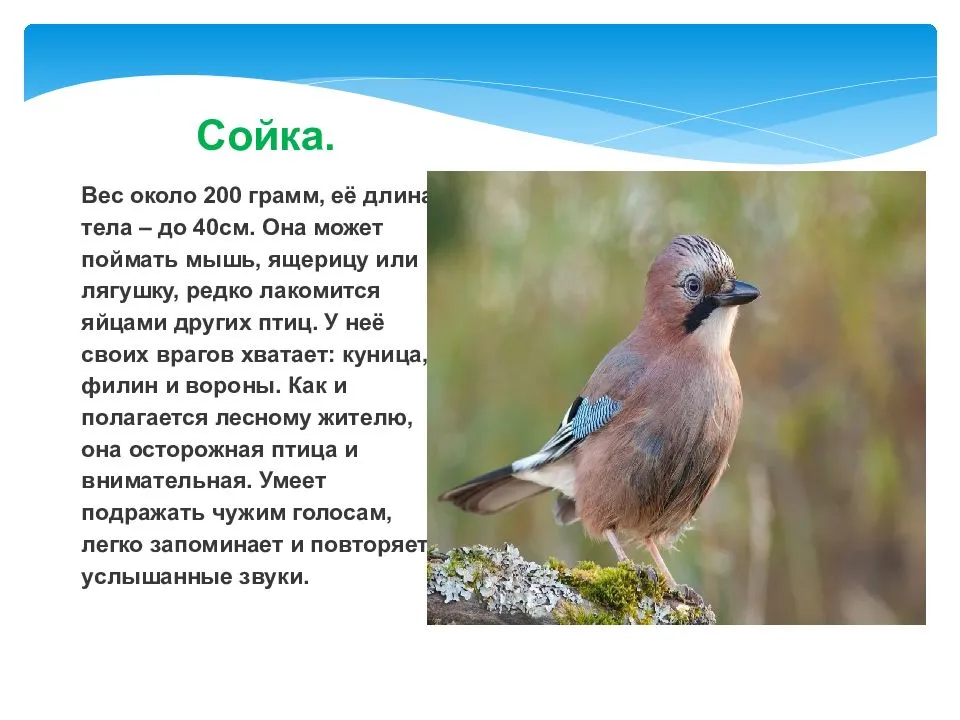 Лесные птицы ленинградской области фото и названия и описание внешности