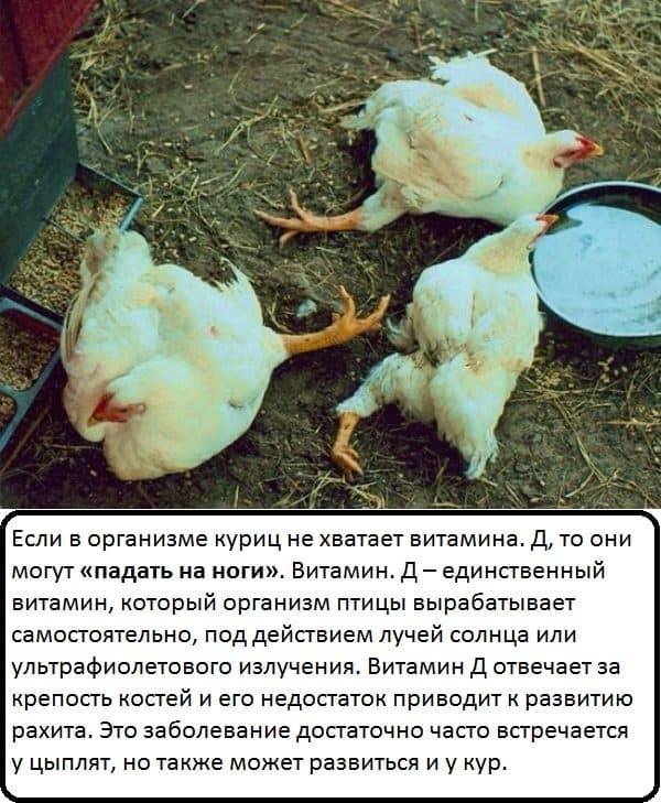 С какими болезнями кур-несушек может столкнуться любой птицевод?