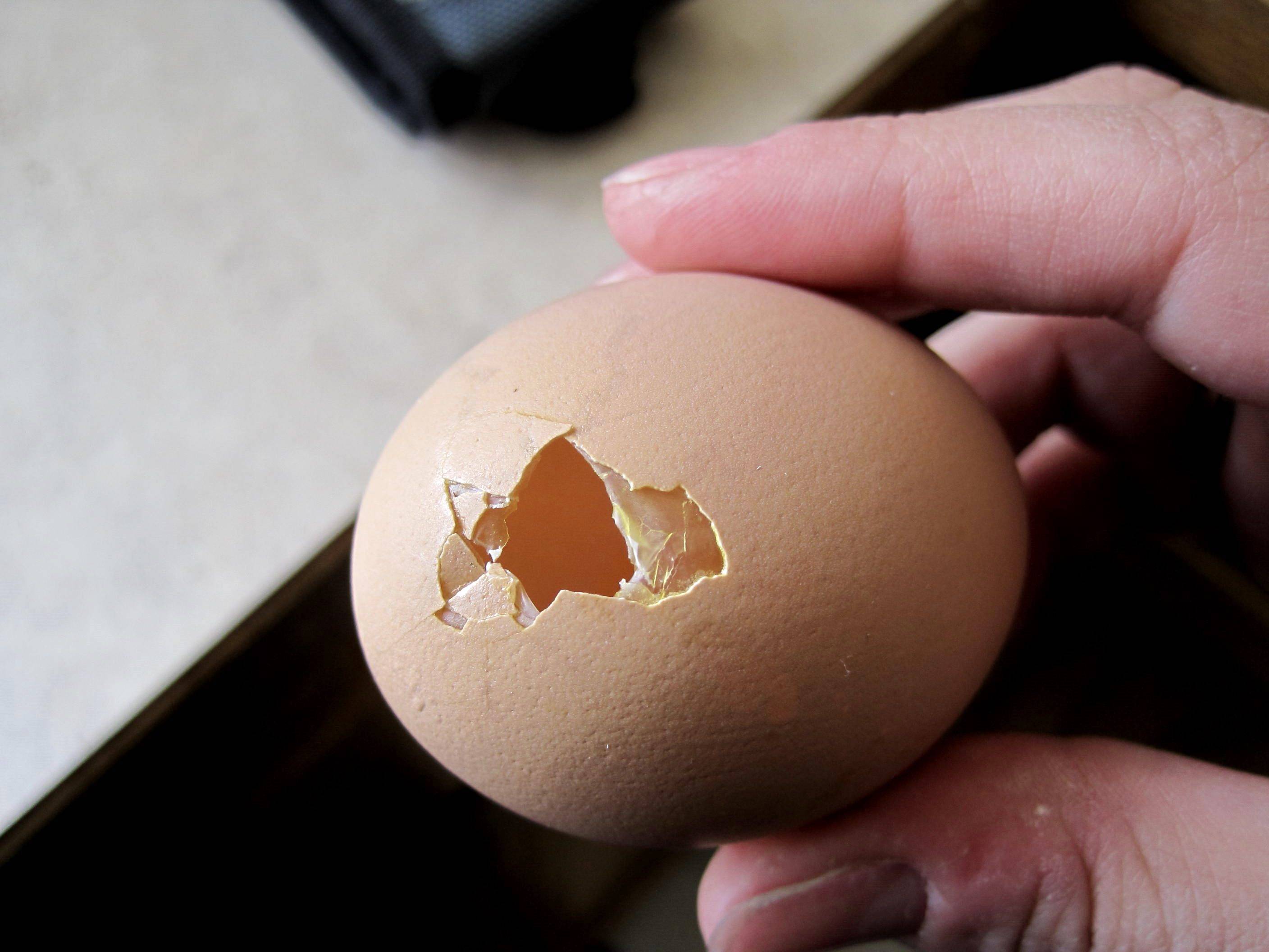 Куры клюют яйца: причина и что делать, как решить проблему препаратами и народными средствами