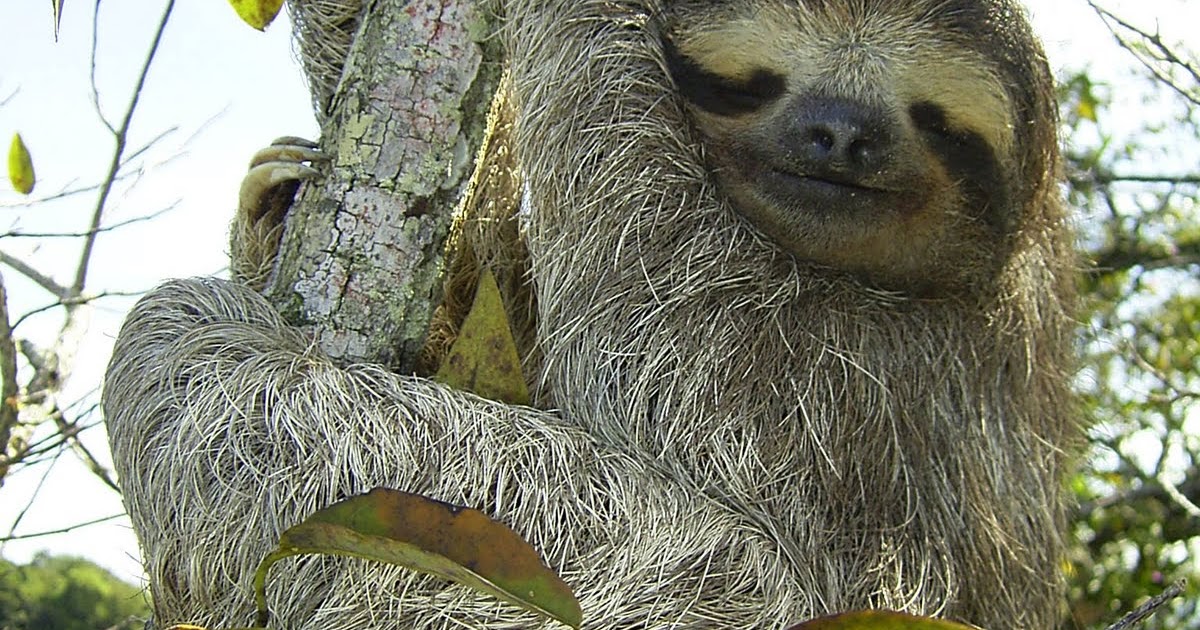 Животные ленивцы: описание, фото, где живут, чем питаются
