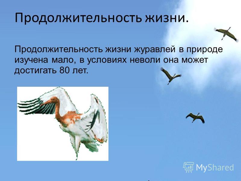 Сколько живут журавли. Птица символ надежды. Продолжительность жизни журавля. Какая птица символ надежды. Птица символ презентация.