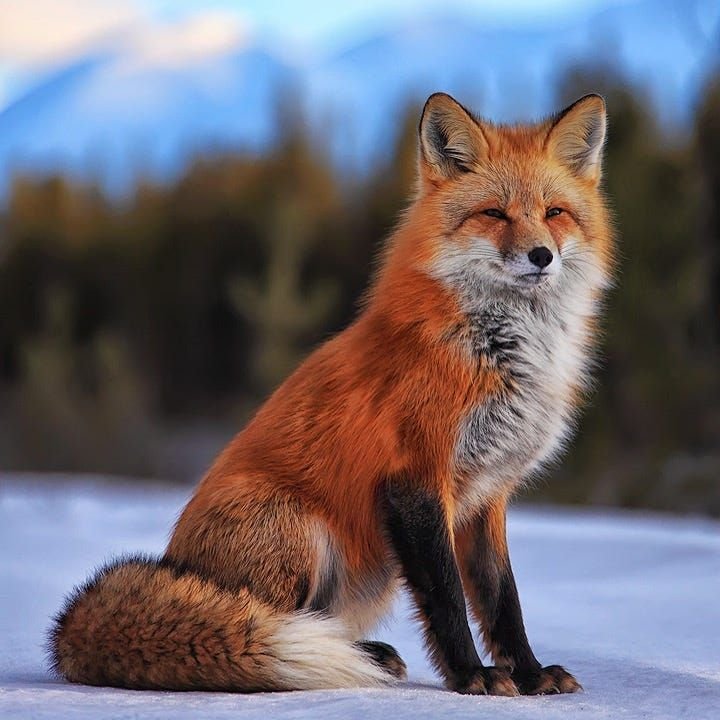 Лисица обыкновенная – хищное животное. описание и фото лисицы
