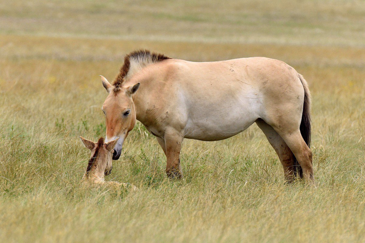 Лошадь пржевальского фото