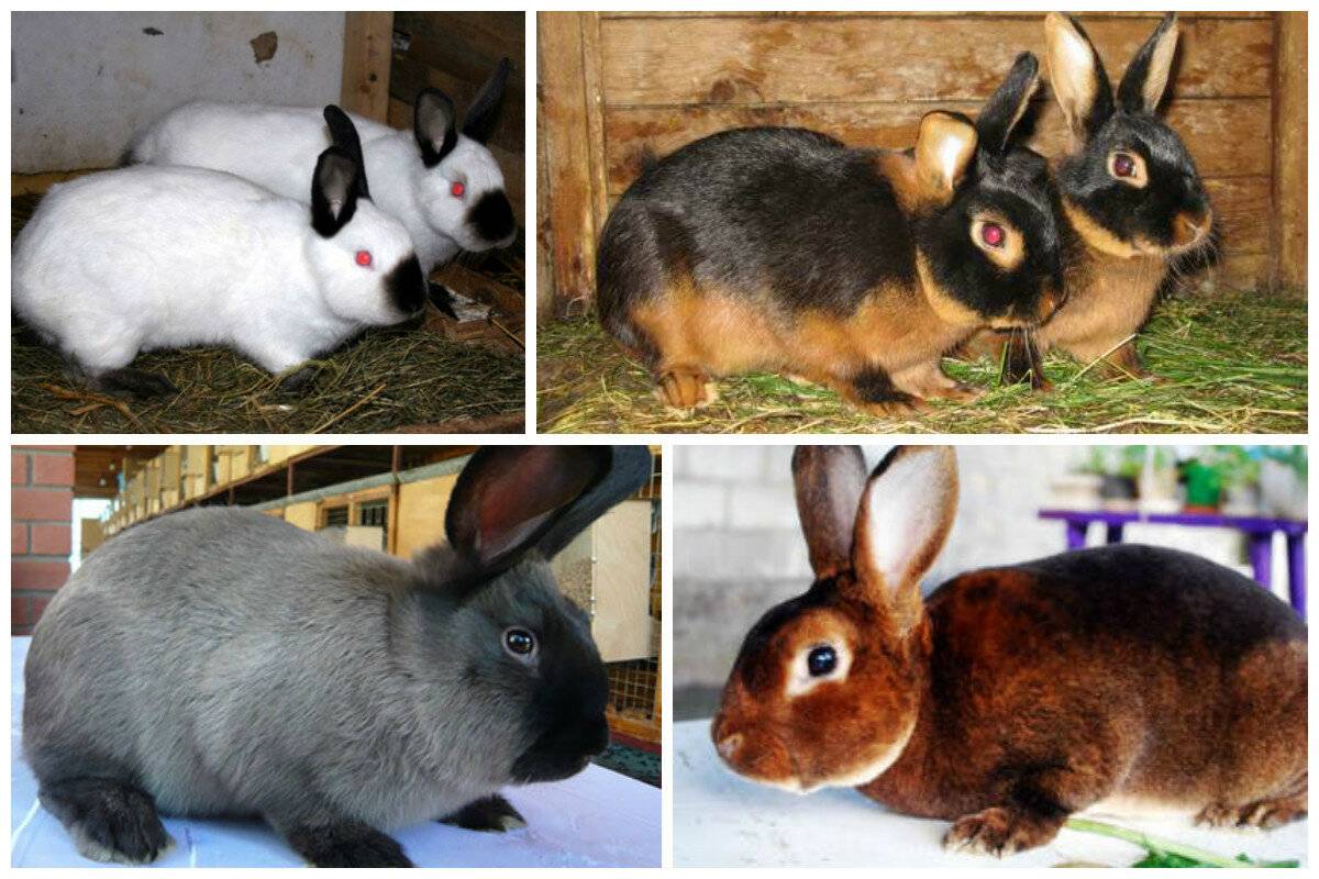 К каким животным относятся кролики. Кролики порода Фокс. Кролики породы Браун. Восточно европейские породы кроликов. Цветной кролик порода.