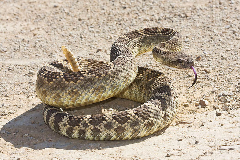 Гремучая змея: особенности, опасность для человека, фото