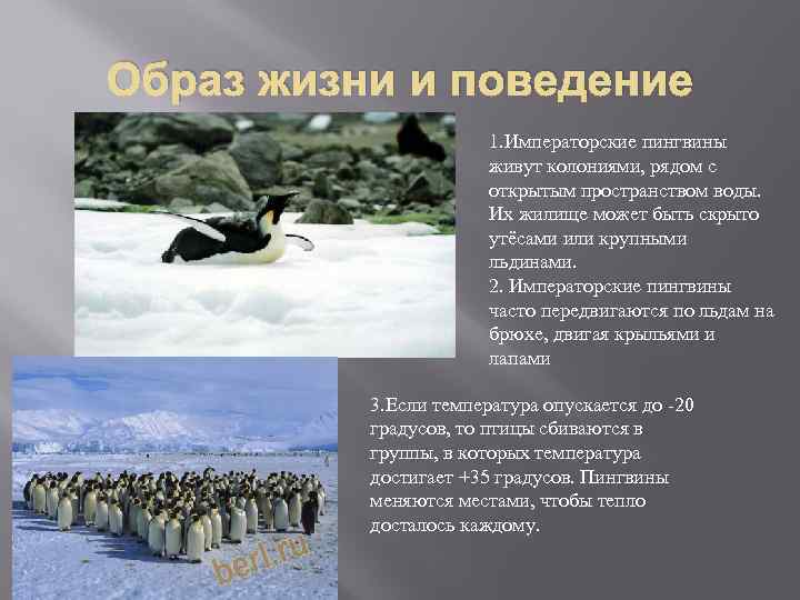 Образ жизни пингвинов. Императорский Пингвин интересные факты. Пингвины кратко.