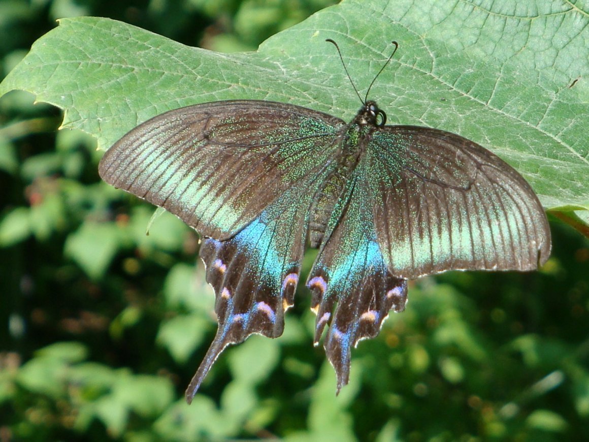 Самая красивая бабочка в мире фото название