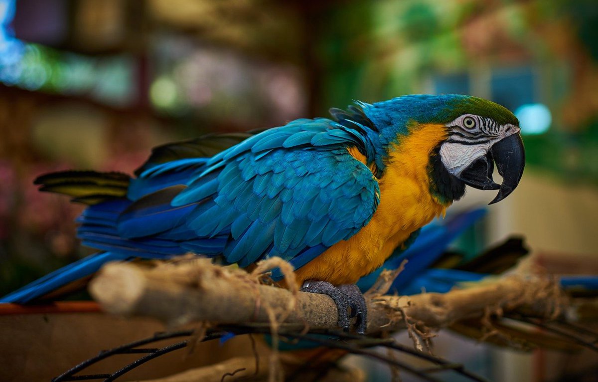 Попугаи ара: описание | наши лучшие друзья