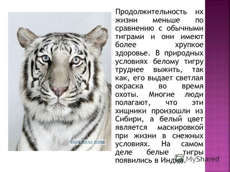 Тигр животное занесенное в красную книгу. Белый Амурский тигр красная книга. Белый тигр красная книга. Животные красной книги белый тигр. Животные из красной книги бенгальский тигр.