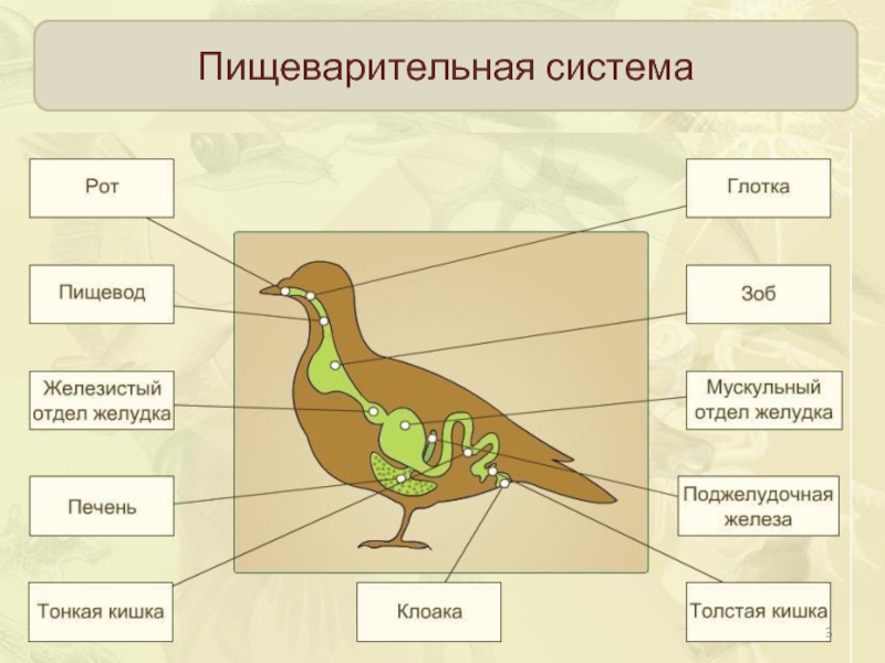 Рассмотри рисунок и укажи что обозначено цифрами птица