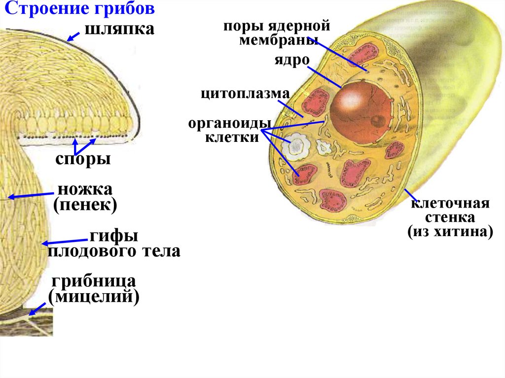 Из чего состоит стенка грибов. Строение грибной клетки хитины. Царство грибы строение грибной клетки. Строение клетки грибов хитин. Строение оболочки грибной клетки.