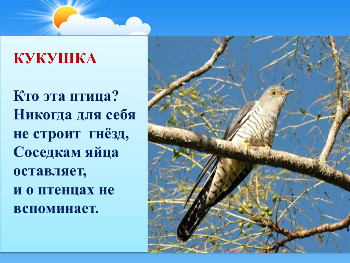 Сайгак: красная книга, описание, чем питается, ареал, 20 фото, 3 видео