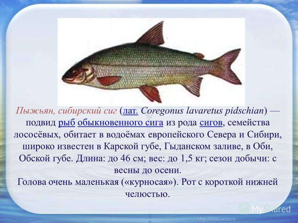 Ловля рыбы осман: зимние снасти и способы ловли рыбы