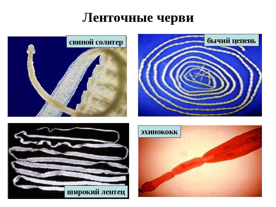 Передаются ли глисты от животных к человеку