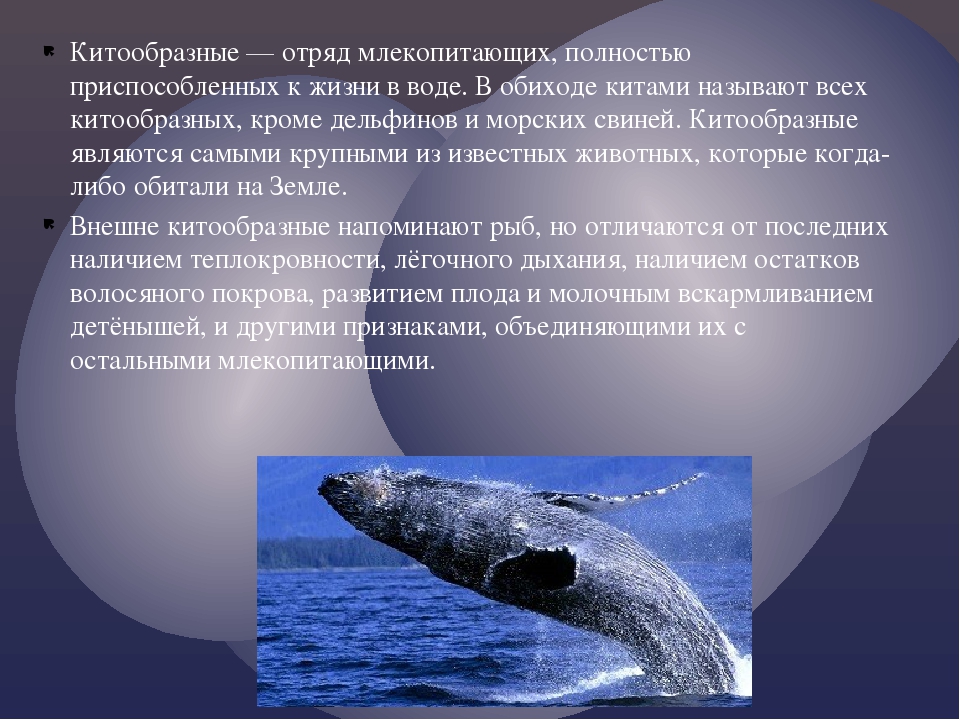 Кит - подробное описание животного, где обитает, чем питается