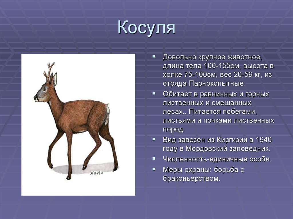 Сделайте описание косули по следующему плану в сравнении с верблюдом крупнее мельче
