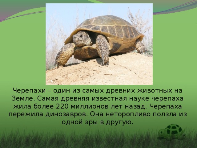 Черепаха на даче — особенности содержания экзотического питомца. виды, террариум, чем кормить. фото — ботаничка