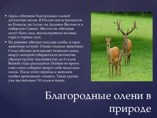 Все о благородном олене