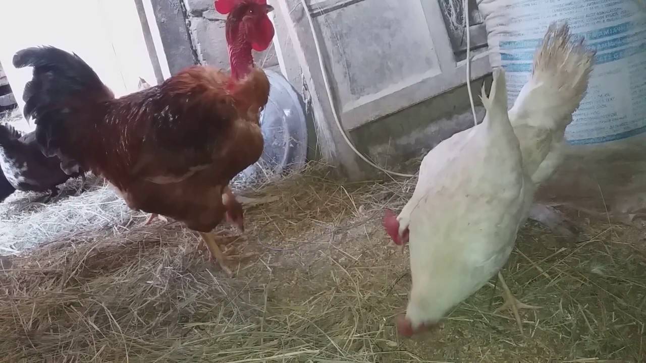 Спаривание куриц