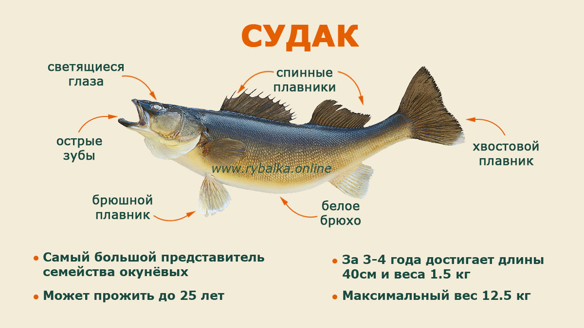 Рыба судак фото и описание