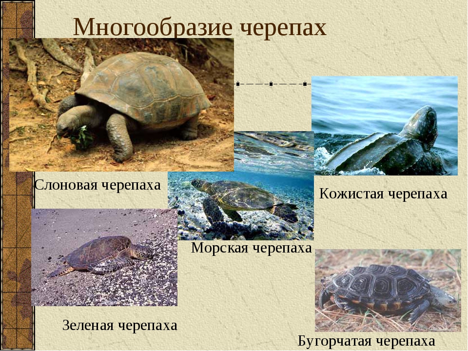 К морским черепахам относится