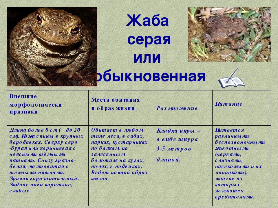 Чем питается лягушка в природе и в домашних условиях? :: syl.ru