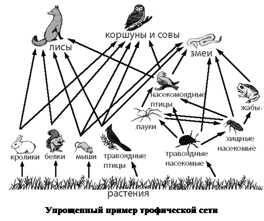 Цепь питания экосистемы смешанного леса. Пищевые сети в биоценозе. Пищевые связи в биогеоценозе цепь питания. Схема пищевой сети лесного биоценоза. Биоценоз сеть питания схема.
