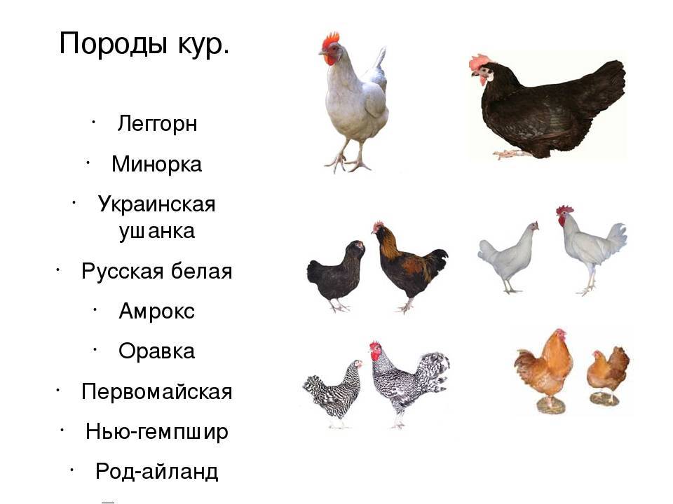 Как разводить кур в домашних условиях?