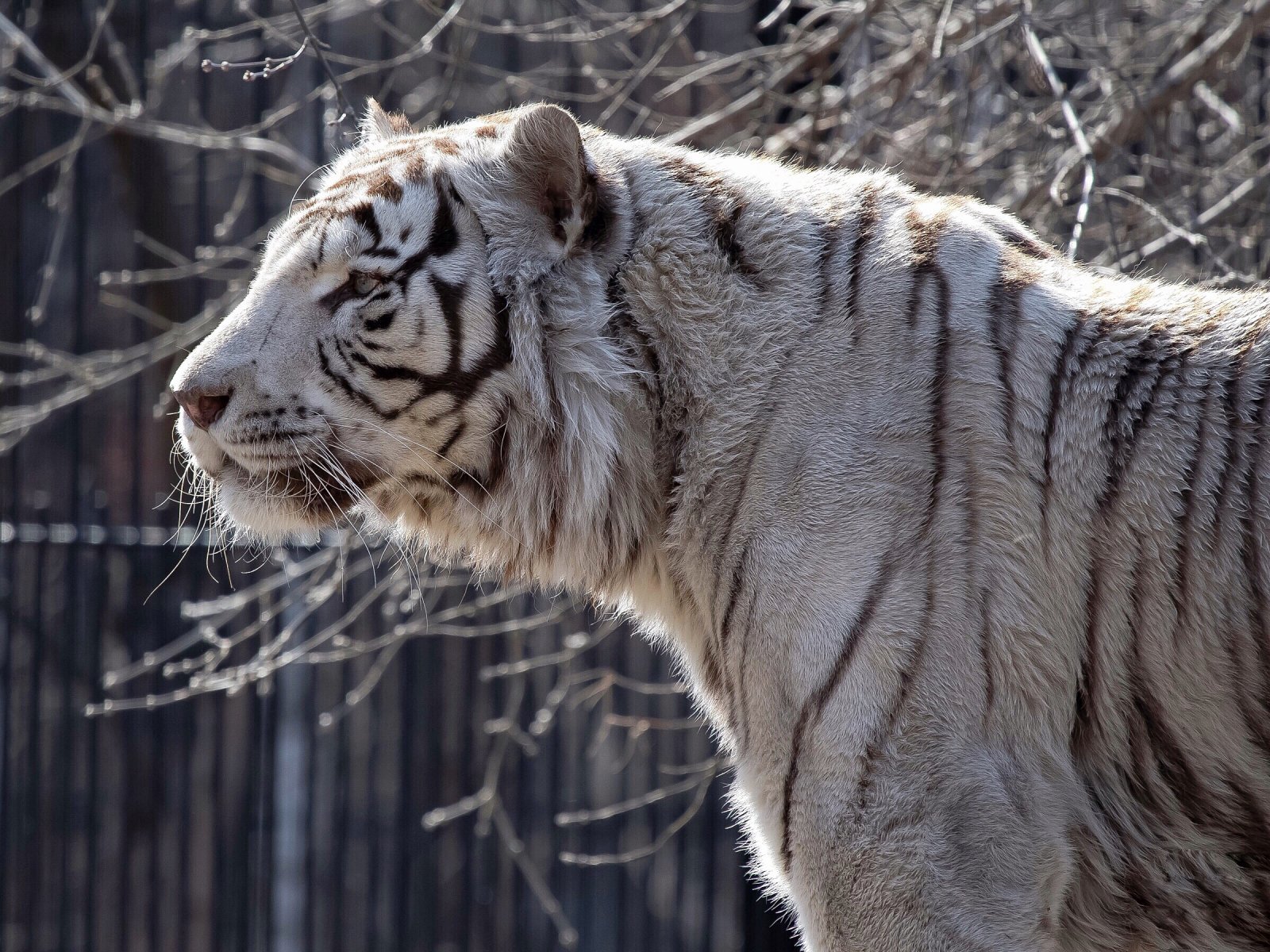 Бенгальские тигры пенза. Бенгальский тигр. Белый тигр и бенгальский тигр. Белый бенгальский тигр. Белые тигры Новосибирск.