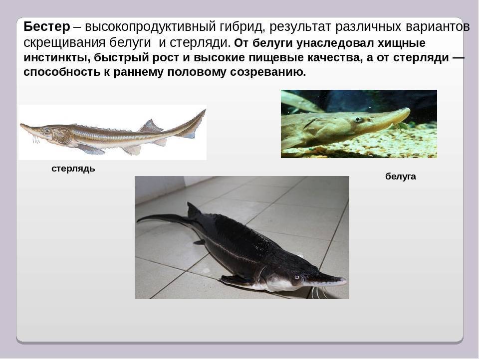 Белуга рыба: где водится, как выглядит