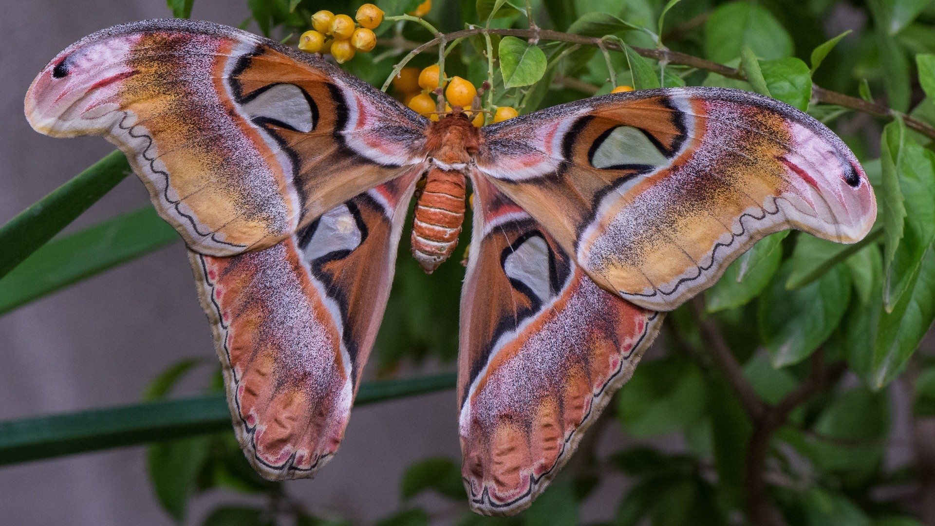 Бабочка Павлиноглазка атлас