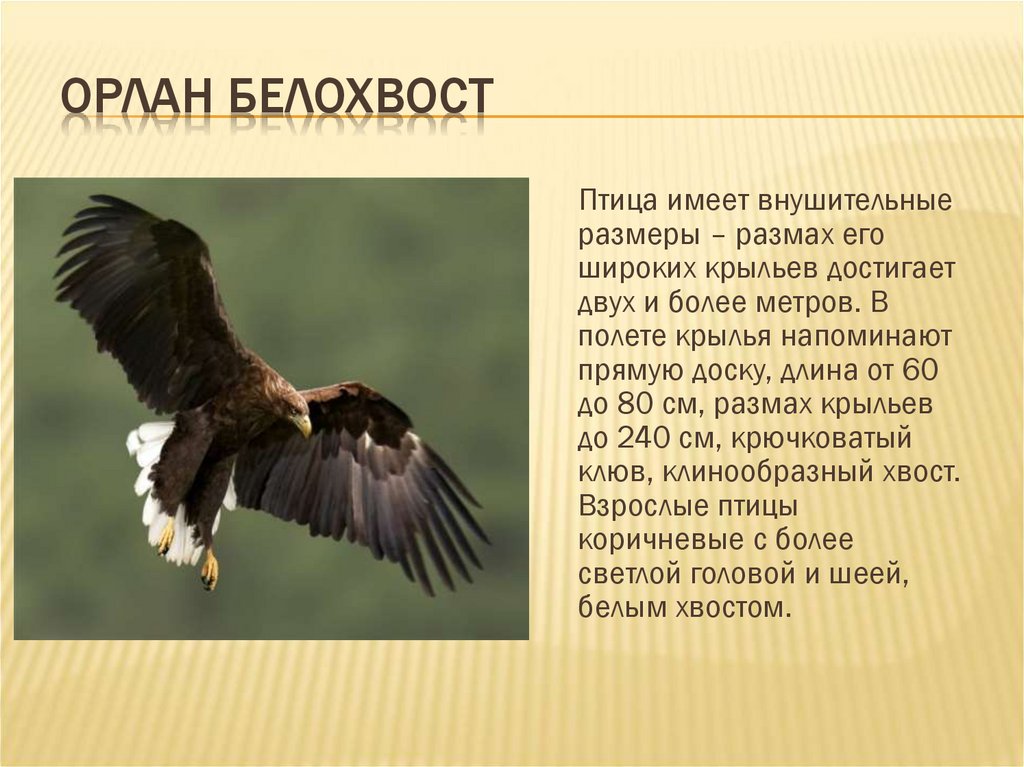 Орлан птица фото и описание