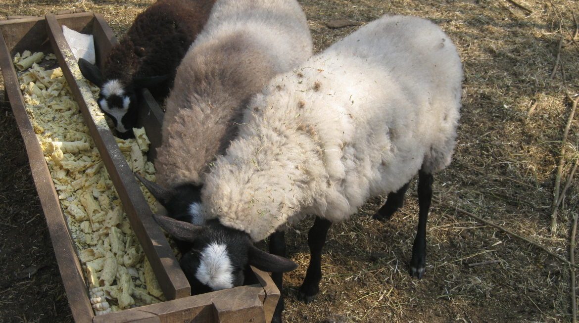 Барана сена. Кормушка для овец. Ясли для овец. Кормушка для Баранов. Кормушка для овечек.