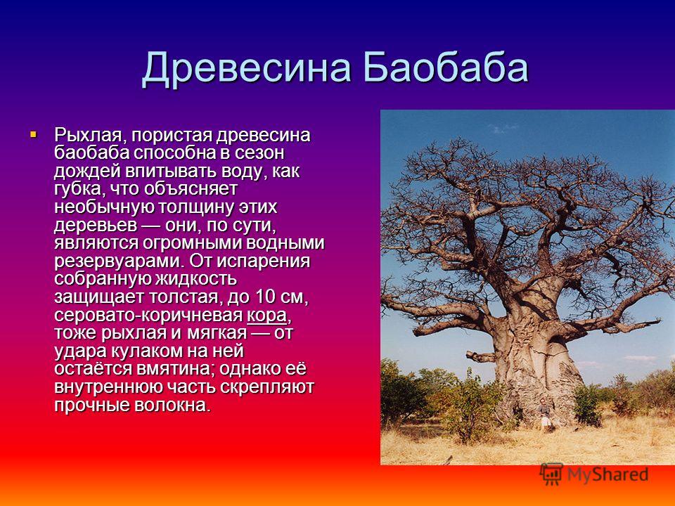 Воспользуйтесь текстом живет на свете баобаб ответы. Баобаб (Адансония пальчатая. Баобаб краткая характеристика. Баобаб растение в Африке описание. Дерево баобаб произрастает.