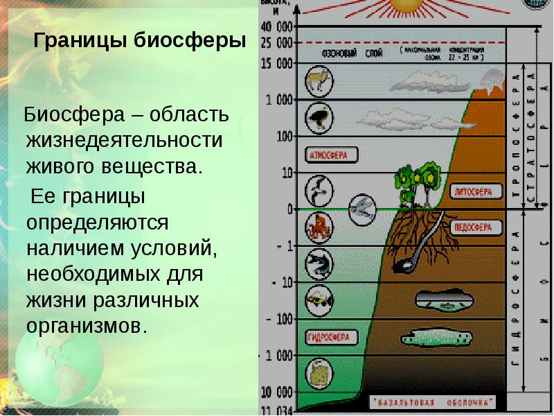 Презентация на тему биосфера биология