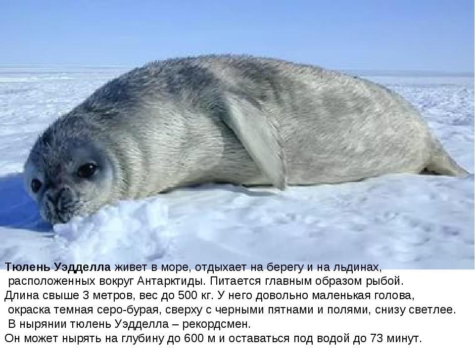 Нерпа – все про нерпу: фото, виды (байкальская, кольчатая, морская, ладожская), где обитают