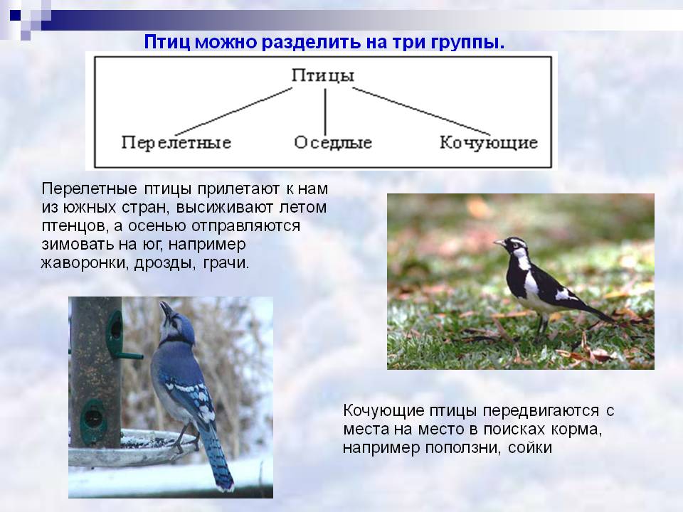 Презентация о жизни мигрирующих и оседлых птиц 7 класс