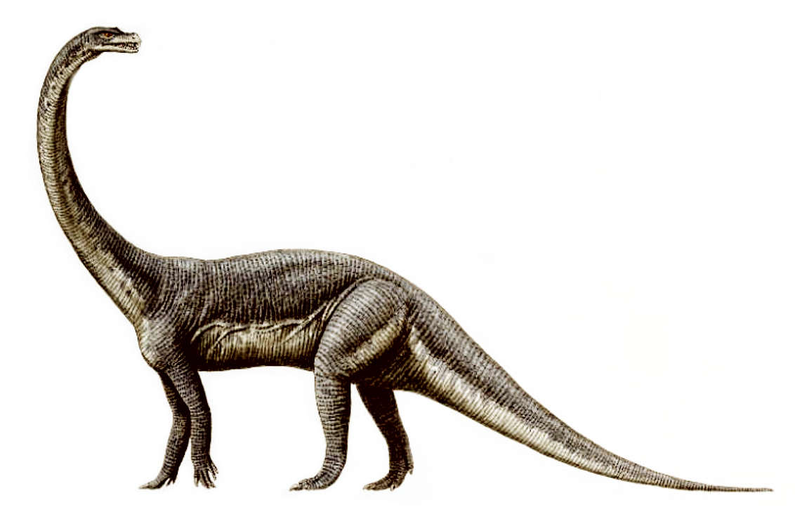 Найден скелет самого большого в мире динозавра :: инфониак