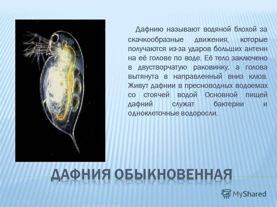 Большая дафния | мир животных и растений