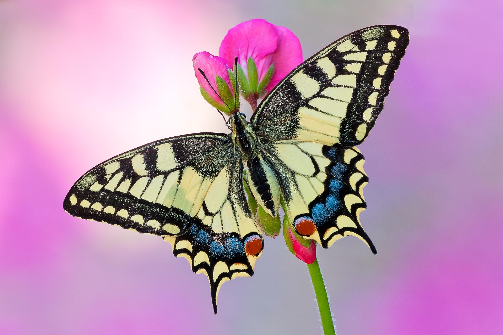 Бабочка махаон: описание и среда обитания :: syl.ru